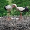 Tiere: Es gibt wieder mehr Storchen-Paare in Brandenburg