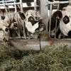 Le fromage, victime du climat plus chaud