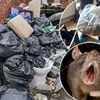 This is the shameful reason why Britain is being invaded by monster rats - and their chilling new evolution that could see our cities being overrun: DAVID WILKES
