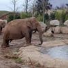 Zoos told to bring in 'long overdue' welfare reforms