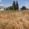 Nur die Hälfte des normalen Niederschlags: Trockenste Jahreshälfte seit 1893 in Potsdam