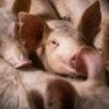 Pourquoi des scientifiques habillent des porcs et les enterrent pour lutter contre les cartels ?