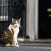 Macron jokes about Larry the cat with Starmer and Reeves