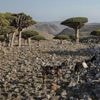These trees exist in only one place. Climate change and goats threaten their survival
