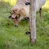 Drenthe positief over proef met mobiele rasters als bescherming tegen wolven