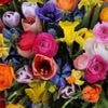 Bloemetje voor Moederdag? Aardige kans dat er gevaarlijke gifstoffen op zitten