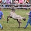 Tradition: Wildpferdefang bei Dülmen: 26 Junghengste gefangen