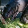 Mini-Hippo feiert Geburtstag: Warum Zwergflusspferd Toni bald den Berliner Zoo verlässt