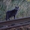 Les manifestants voulaient s’en prendre à un tueur de chats et vandalisent la mauvaise maison