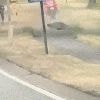 Spookrijder (25) op e-step vlucht met 90 km/u voor politie op N16 in Temse: “Onze collega’s werden ook twee keer aangereden”