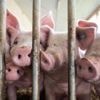Agrar: Stopp für Sonderförderung zum Umbau von Schweineställen