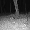 'Headless' mystery beast is caught on trail cam in the dead of night leaving the internet perplexed