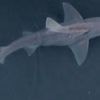 'Quite a surprise' to spot 4ft shark swimming in river