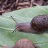 Ned is a perfectly nice snail, but a rare shell means a doomed love life