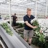 Barry kweekt groen: geen chemie, maar doosjes lieveheersbeestjes