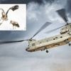 Natuurbeheerders vrezen paniek bij dieren door laagvliegende chinooks boven dit grote heidegebied