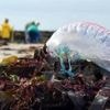 Alerte aux physalies, ces étranges espèces venimeuses qui envahissent les plages du Sud-Ouest