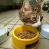 Dans le Cher, un homme poursuivi pour sévices sur son chat après la diffusion d’une vidéo