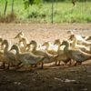 Le nombre de foyers de grippe aviaire chez les mammifères a plus que doublé dans le monde en 2024, selon un rapport