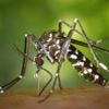 "Mission info" : pourquoi le moustique tigre inquiète-t-il ?