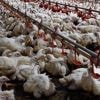 Grippe aviaire : la Chine suspend ses importations de poulet brésilien