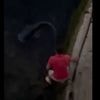 Le silure de plus de 2 mètres pêché dans la Seine et filmé par Jamel Debbouze est-il rare ?