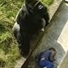 I cheated death when I fell into a gorilla enclosure aged five. It shaped my life forever... and what happened next was heartbreaking