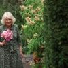 Britische Gartenschau: Chelsea Flower Show: Im Namen der Rose