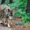 Les éleveurs pourront bientôt tirer plus facilement sur des loups pour défendre les troupeaux