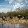 ‘Don’t drain the swamp’, het zou een politieke topprioriteit moeten zijn