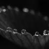 Porträt und Natur ausdrucksstark gestaltet: Die Bilder der Woche 33