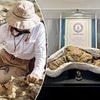 BBC's Walking With Dinosaurs in fakery row as experts 'dig up' dino poo... that comes from museum 1,200 miles away