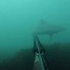 Ce plongeur croise un requin à 20 mètres des côtes entre Saint-Malo et Cancale