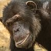 Monkeying around: Chimps adopt pointless social fads such as wearing grass in their ears, hilarious pictures show