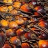Palmolie kan misschien wel miljoenen boerenfamilies uit de armoede halen
