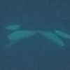 Orcas are spotted SNOGGING in the wild for the first time - and they even use tongues