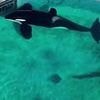 Harrowing plight of world's loneliest killer whales and dolphins: Tragic stories behind majestic sea creatures neglected and abused in marine parks