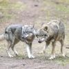Tierschutz: EU-Länder geben final grünes Licht für mehr Wolf-Abschüsse