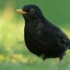 Mosquito-borne killer disease threatens blackbirds