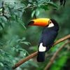 Klimaatverandering dodelijker dan ontbossing voor tropische vogels: sommige populaties gehalveerd