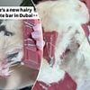 People left disgusted by bizarre new 'hairy' Dubai chocolate bar and say it looks like 'loft insulation'