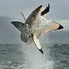 REVEALED: Why there's a mysterious surge of great white sharks haunting America
