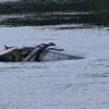 Unglück in der Nähe von Grimma: Hubschrauber der Bundeswehr stürzt in Sachsen in einen Fluss – mindestens zwei Tote