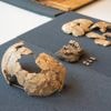 Maleisië krijgt prehistorische mensenresten terug