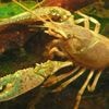 De lijst met invasieve exoten wordt almaar langer. Wat betekent dat voor Nederland?