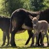 Donkey has two mums after 'one in a million' birth