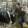 "La maladie tourne partout" : plusieurs comices agricoles annulés en raison de la dermatose nodulaire et de la fièvre catarrhale ovine