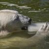 Wie die Berliner Zoowelt die Hitze übersteht: „Wenn die Tiere an ihren Eisbomben schlecken, schmelzen die Zoobesucher dahin“