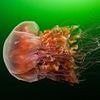 Swarm of jellyfish shut down massive nuclear plant in France