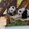 Herzlichen Glückwunsch, Lotti und Leni!: Panda-Zwillinge im Berliner Zoo feiern ersten Geburtstag